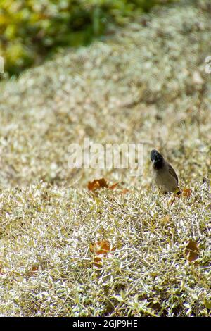 Inde,13 mai, 2021: Oiseau de Bulbul. Oiseau rouge à bulbul ventilé sur la branche. Le bulbul rouge - ventilé est un membre du bulbul Banque D'Images