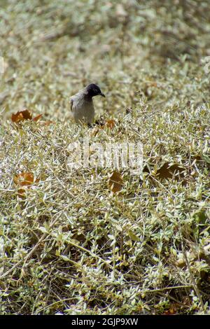 Inde,13 mai, 2021: Oiseau de Bulbul. Oiseau rouge à bulbul ventilé sur la branche. Le bulbul rouge - ventilé est un membre du bulbul Banque D'Images