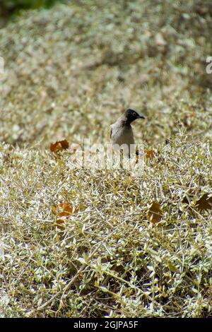 Inde,13 mai, 2021: Oiseau de Bulbul. Oiseau rouge à bulbul ventilé sur la branche. Le bulbul rouge - ventilé est un membre du bulbul Banque D'Images