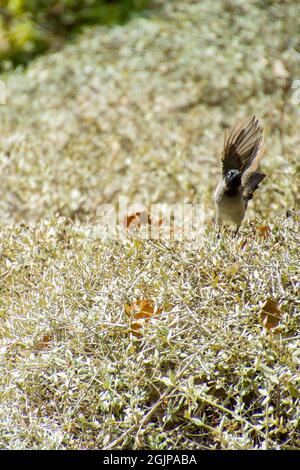 Inde,13 mai, 2021: Oiseau de Bulbul. Oiseau rouge à bulbul ventilé sur la branche. Le bulbul rouge - ventilé est un membre du bulbul Banque D'Images