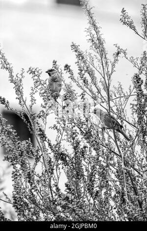 Inde, 15 mars 2021 : Chambre d'oiseau de moineau debout sur la branche. Oiseau d'arrow. Petit oiseau. Le moineau de la maison est un oiseau de Banque D'Images