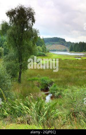 Loch Drunkie sur la route forestière des trois Lochs, parc national de Trossachs, Écosse, Royaume-Uni. Banque D'Images