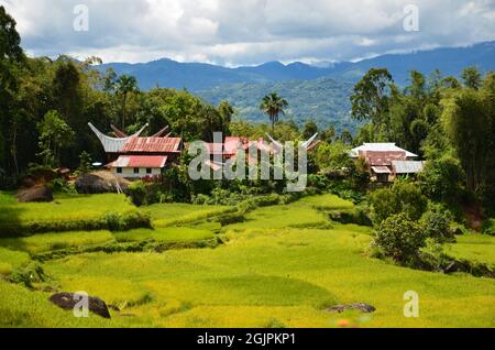 Maisons tongkonan au village de Toraja dans la région montagneuse du Sud Sulawesi, Indonésie Banque D'Images