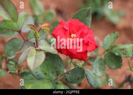 Rose rouge en fleurs avec des feuilles le matin Banque D'Images