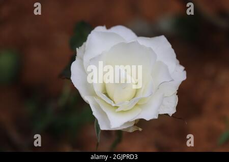 Rose blanche en fleurs sur fond sombre Banque D'Images