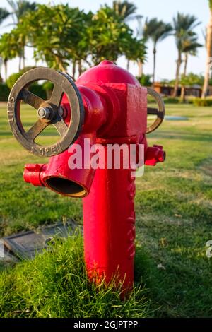 Gros plan d'une borne incendie rouge sur la pelouse à côté de la mer. Plage et palmiers Banque D'Images