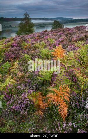 Fougères, bruyères et brume matinale à Rockford Common, New Forest. Banque D'Images