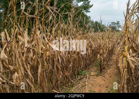 La fin morte dans un labyrinthe de maïs a perdu le sentier à travers les tiges de maïs séchées pour être récoltées dans une ferme par une journée nuageuse en automne Banque D'Images