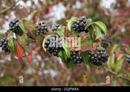Gros plan de la ripen de bois de chien commun dans les buissons de la forêt Banque D'Images