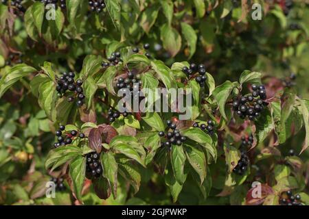 Gros plan de la ripen de bois de chien commun dans les buissons de la forêt Banque D'Images
