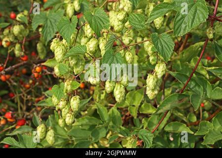 Gros plan d'un détail de cônes de houblon dans le champ de saut Banque D'Images