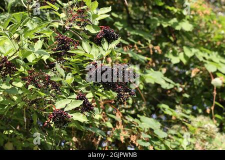 Gros plan de la ripen de bois de chien commun dans les buissons de la forêt Banque D'Images
