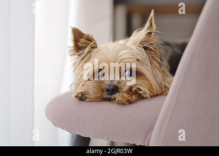 Le chien du Yorkshire Terrier repose sur une chaise Banque D'Images