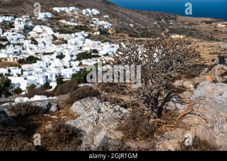 Petit buisson typique sans feuilles trouvé sur la colline au-dessus de Chora sur Folegandros Banque D'Images