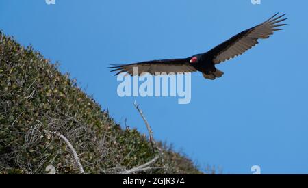 Un vautour de dinde (cathartes aura) survole les charpinteria Bluffs à Carpinteria, Californie, États-Unis Banque D'Images