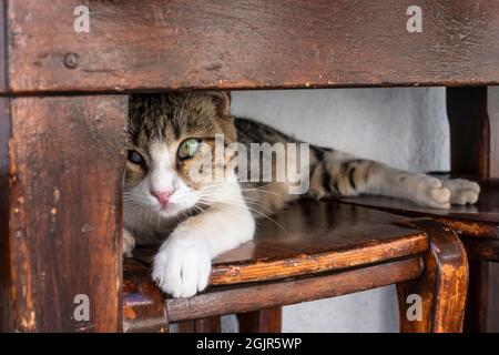 petit chat se cachant sous une table sur un tabouret Banque D'Images