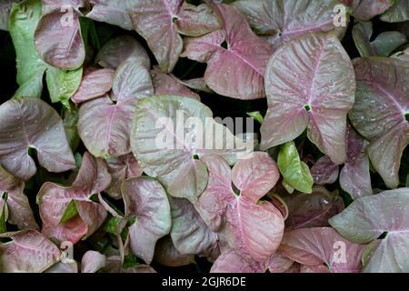 Feuilles de Syngonium Neon Robusta de couleur vert et violet clair, également connues sous le nom de Arrowhead Vine Banque D'Images