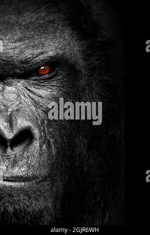 Gorilla mammifère animal, noir blanc faune Banque D'Images