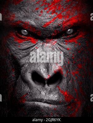 Gorilla mammifère animal, noir blanc faune Banque D'Images