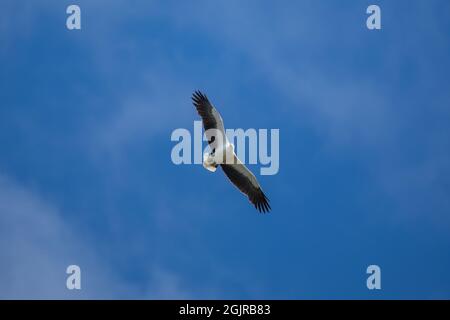 Aigle de mer à ventre blanc volant dans les airs. Banque D'Images