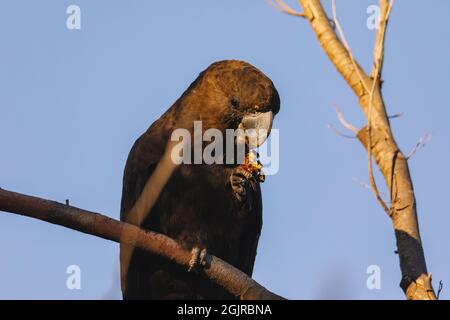 Un cocatoo noir brillant mâle se nourrissant sur allocasuarina diminuta Banque D'Images