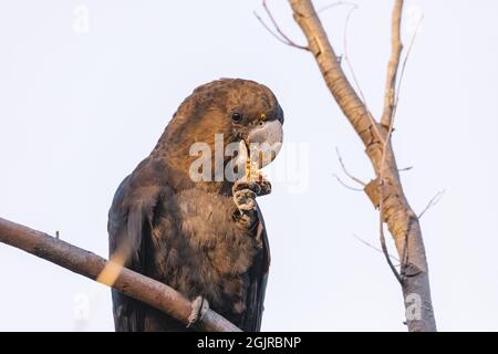 Un cocatoo noir brillant mâle se nourrissant sur allocasuarina diminuta Banque D'Images