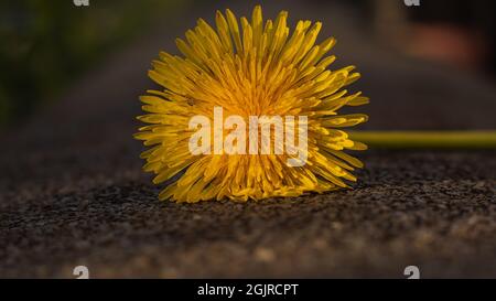 pissenlit jaune isolé sur fond marron Banque D'Images