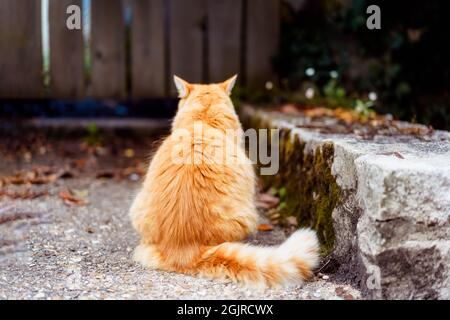 Vue arrière bien nourri Ginger Cat est assis à l'extérieur sur un patio en pierre près de la clôture en bois avec des feuilles mortes autour. Automne, ambiance d'automne. Animaux domestiques à pied Banque D'Images