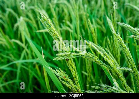 La fin de l'été est le moment de récolter les épis de riz dans les cultures espagnoles. Banque D'Images