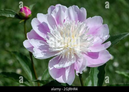 Pivoine rose Paeonia lactiflora pivoine « Princesse anglaise » Banque D'Images