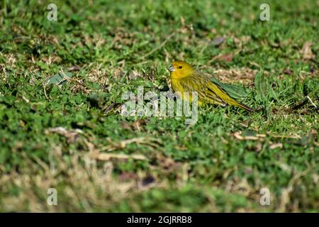 Safran finch, Sicalis flaveola, un tanger, au sol, vu dans la ville de Buenos Aires Banque D'Images