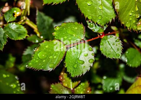 Gouttelettes d'eau sur des feuilles de rose vertes après la pluie Banque D'Images