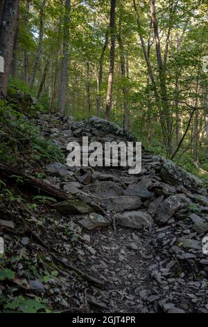 Rocky Trail monte en amont dans la forêt épaisse dans le parc national Shenandoah Banque D'Images