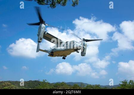 Un corps maritime américain MV-22B Osprey affecté à l'escadron de Tiltrotor de milieu marin (VMM) 262 part après avoir inséré des Marines affectés au 2e Bataillon, 3d Marines, 3d Marine Division, lors de l'exercice de combat Indo-Pacific dans la zone d'entraînement du Nord à Okinawa, Japon, le 31 août 2021. Cet exercice de force sur la force a démontré la capacité de saisir et de défendre les principaux terrains maritimes et a fourni l'occasion d'utiliser des techniques pour établir rapidement des points d'armement et de ravitaillement. 2/3 est actuellement rattaché à la 4e Marines dans le cadre du Programme de déploiement de l'unité. (É.-U. Photo du corps marin par L Banque D'Images