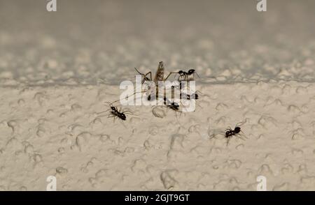De minuscules fourmis noires transportant une grue morte rentrent dans leur nid le long d'un bord de mur avec un espace de copie. Banque D'Images