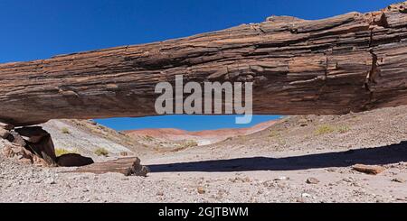 Récemment tombé Onyx Bridge dans Petrified Forest National Park, Arizona. La fissure à l'endroit où elle s'est brisée est clairement visible. Banque D'Images