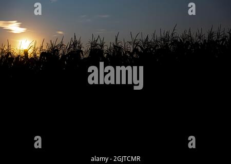 Coucher de soleil derrière le champ de maïs. Paysage avec ciel bleu et coucher de soleil. Des plantes en silhouette. Vue avant. Banque D'Images