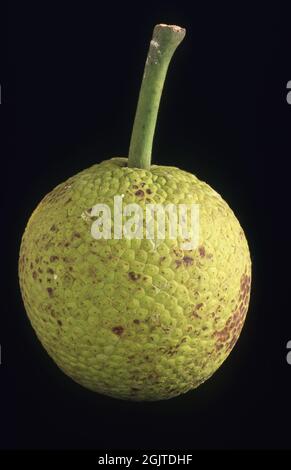 Image studio de pain. Le pain est une espèce d'arbre à fleurs de la famille des mûriers et des jaques (Moraceae). Banque D'Images