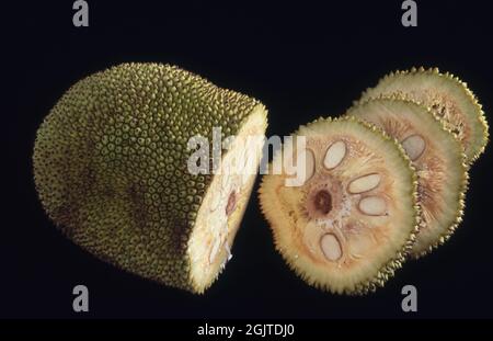 Image studio d'un jackfruit en tranches. Le jackfruit, également connu sous le nom de Jack Tree, est une espèce d'arbre de la famille des figues, des mûres et des fruits à pain. Banque D'Images