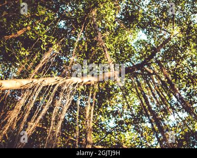 Asie forêt tropicale arbres et vignes une blanceuse parfaite dans la nature environnement concept de la terre fond d'idée Banque D'Images