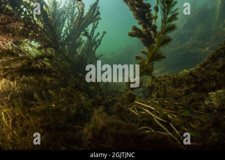 Eau douce les plantes aquatiques se déplacent dans le courant au fond d'une rivière de Californie. Banque D'Images