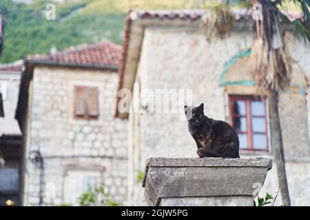 Beau chat sombre assis dans la rue Banque D'Images