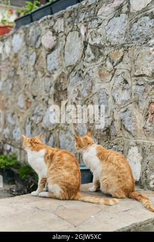 Deux chats au gingembre identiques sont assis sur le sol Banque D'Images