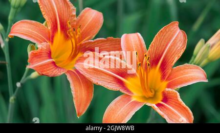 Jaune orangé sur fond d'herbe verte. Gros plan, macro Banque D'Images