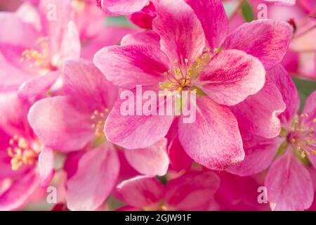 Les fleurs printanières sont des fleurs de pomme sauvages roses. Arrière-plan d'un jardin fleuri au coucher du soleil. Gros plan Banque D'Images