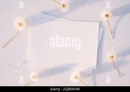 Poster ou prospectus Mockup pour présentation, feuilles de papier blanches avec des pissenlits décolorés et des ombres sur fond gris au coucher du soleil. Félicitations Banque D'Images