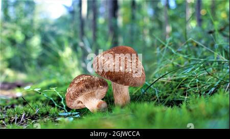 Magnifique champignon dans une incroyable mousse verte. Vieux champignons de forêt magique. Champignons blancs en journée ensoleillée. Banque D'Images