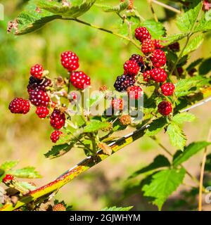 Mûres cultivées, (Rubus fruticosus) Royaume-Uni. Banque D'Images