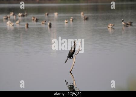 Anhinga, parfois appelé snakebird, darter, darter américain, ou dinde d'eau, est un oiseau d'eau des régions plus chaudes des Amériques 002 Banque D'Images