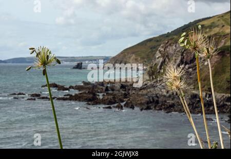 Vers l'automne et quelques graines sont laissées sur le sommet de la falaise Agapanthas, mis contre une image de la côte dans le sud-est de Cornwall à Portwrinkle. Banque D'Images